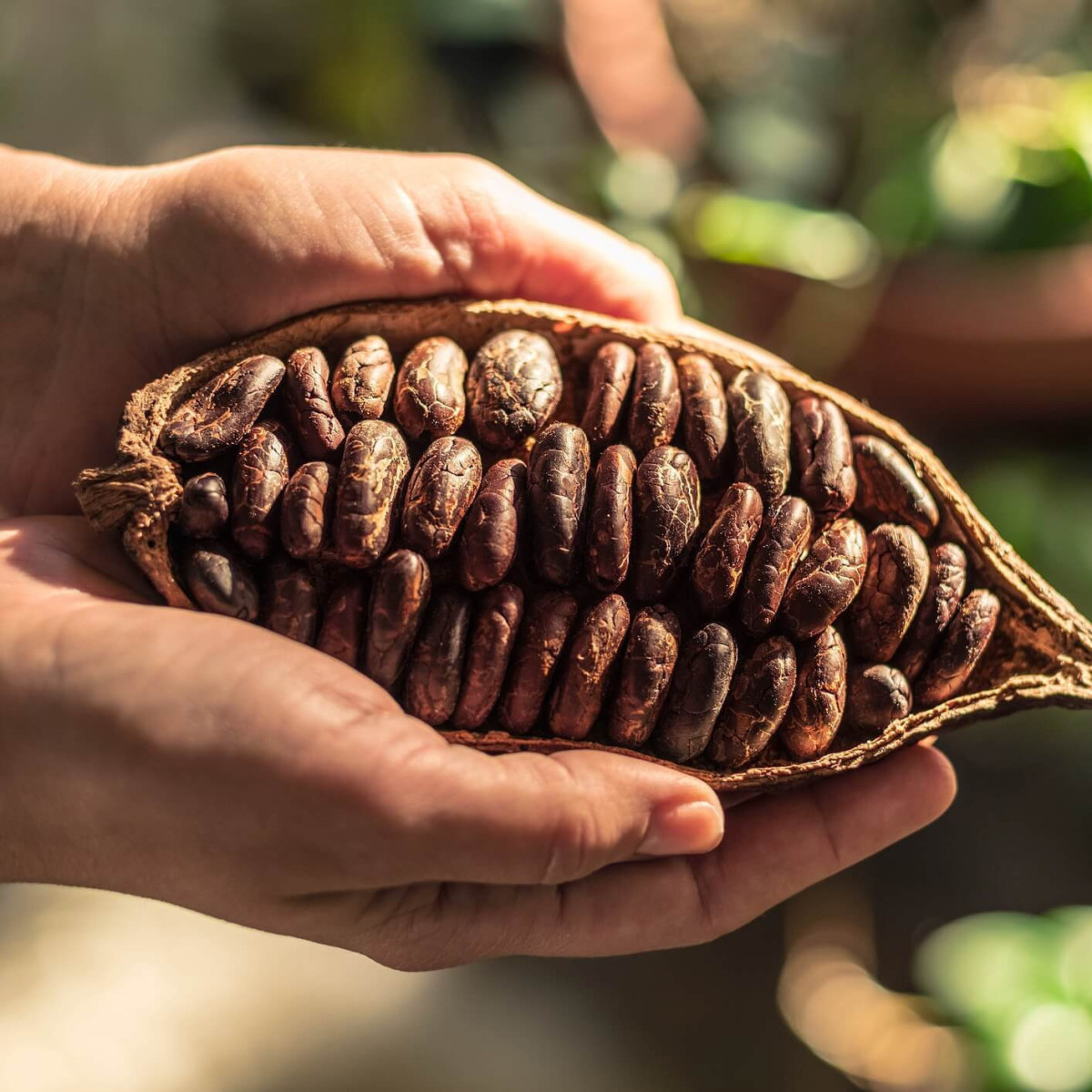Colombian Cocoa Crowned Best in the World in Amsterdam